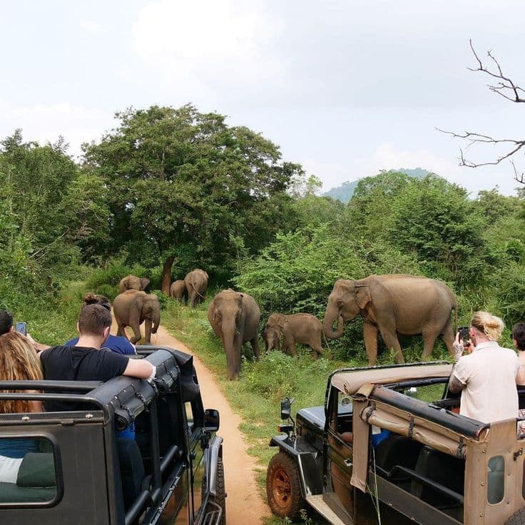 Culture, Tea & Safari Classic