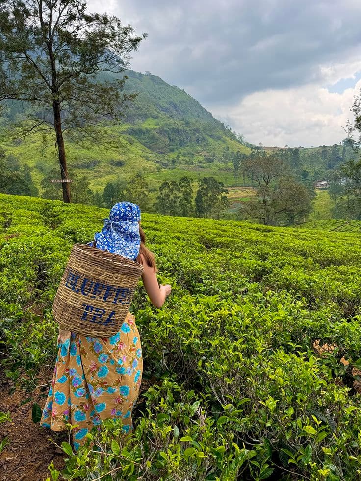 A scenic Sri Lanka view